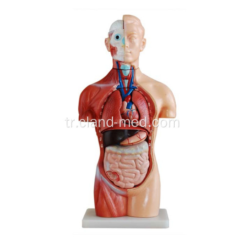 42CM Seks Dışı Torso 18 Parça